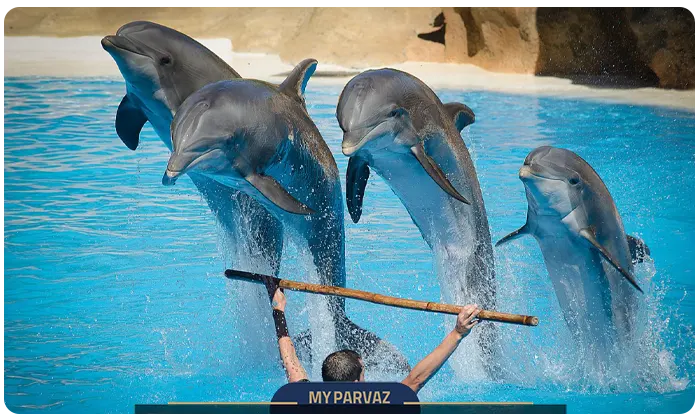 dolphinarium Land of Legends Antalya 
